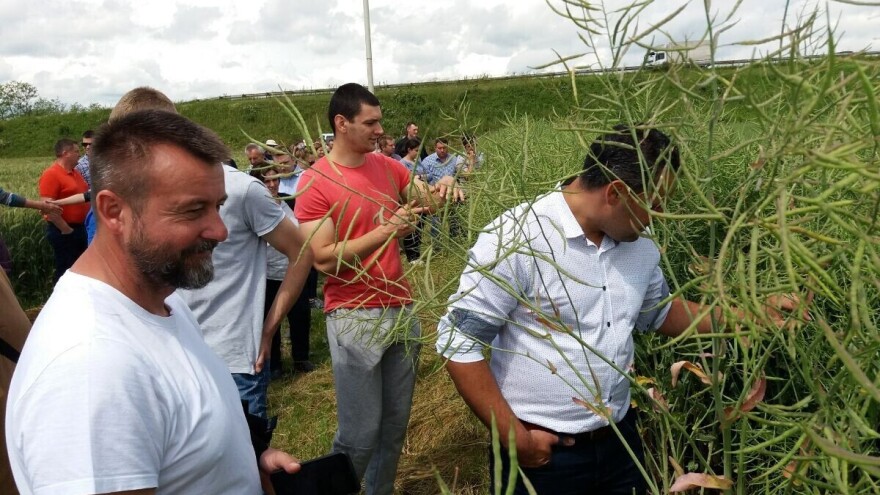 Vrijeme je učinilo svoje, žetva uljane repice ove godine neće biti prije 1. srpnja