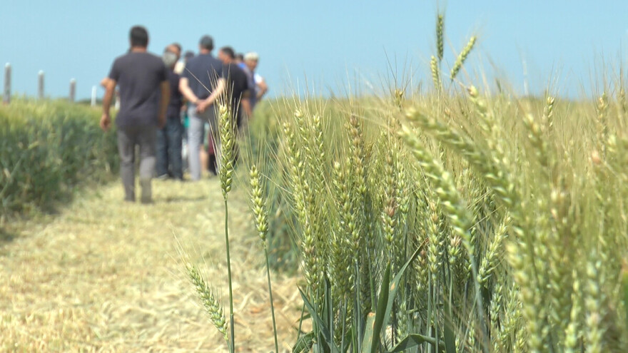 Usevi u dobrom stanju, žetva počinje početkom jula