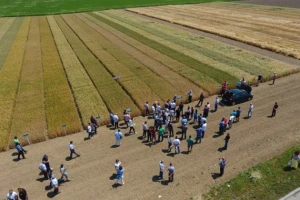Žetva pšenice u Semberiji već počela - prinosa će biti, ali kvalitet je lošiji nego lani?