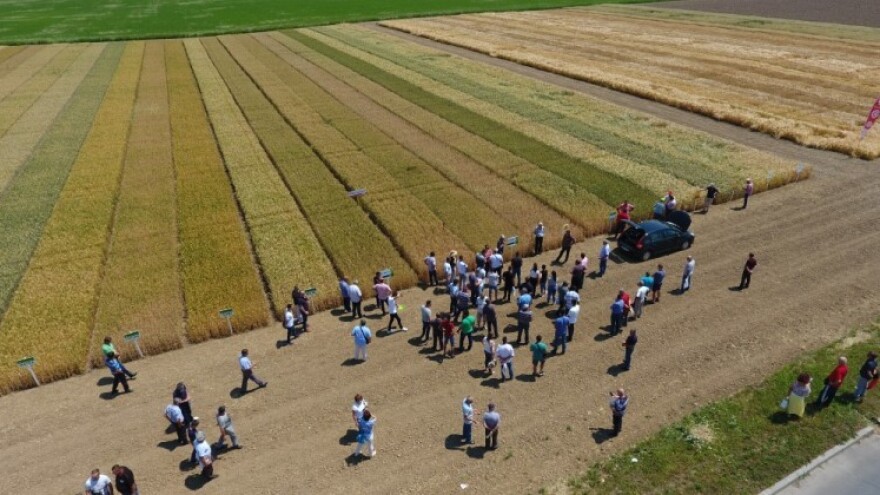 Žetva pšenice u Semberiji već počela - prinosa će biti, ali kvalitet je lošiji nego lani?