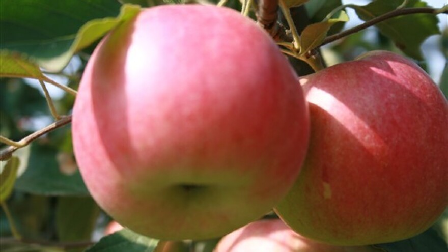 Dan voćarstva - Poljoprivrednog instituta Osijek