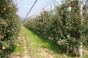 Osposobite se za poslove voćara i vinogradara
