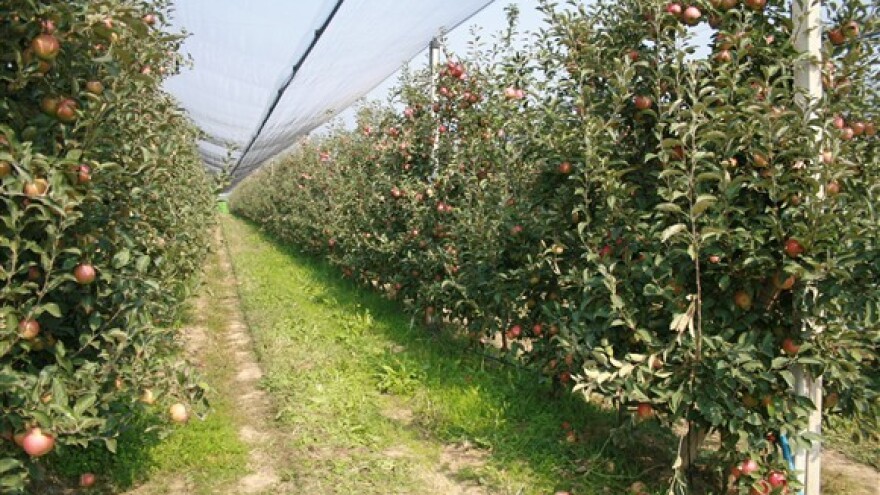 Osposobite se za poslove voćara i vinogradara