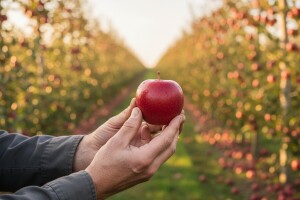 Dan voćarstva u Osijeku