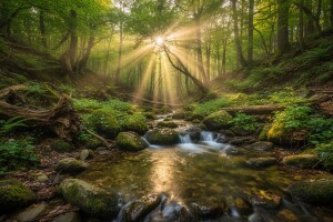 Danas se obilježava Svjetski dan šuma!