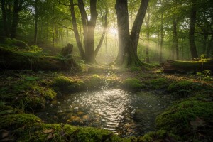 Danas se obilježava Svjetski dan šuma!