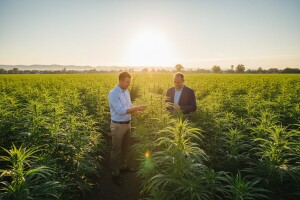 Danci će ipak uzgajati konoplju u Hrvatskoj?