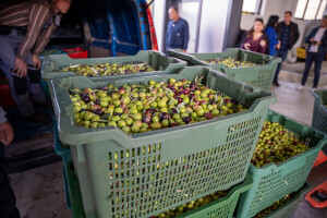 Počele prijave za manifestaciju "Dani masline i maslinovih ulja 2025"