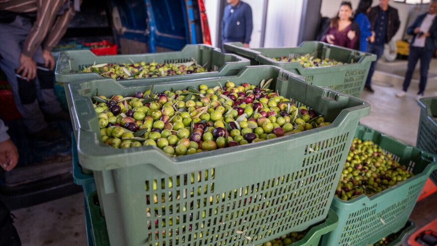 Počele prijave za manifestaciju "Dani masline i maslinovih ulja 2025"