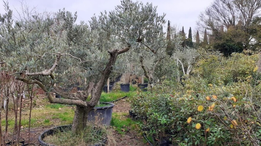 Istra postaje regijom hrvatske biodinamičke poljoprivrede?