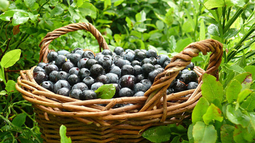 Počeli "Dani borovnice" na Kopaoniku