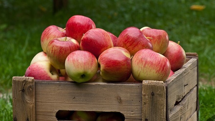 Dani jabuka - Požega 2014.