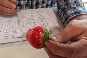 Sibila - pobjednica županijskog ocjenjivanja sorti jagoda