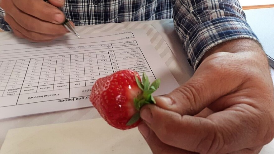 Sibila - pobjednica županijskog ocjenjivanja sorti jagoda