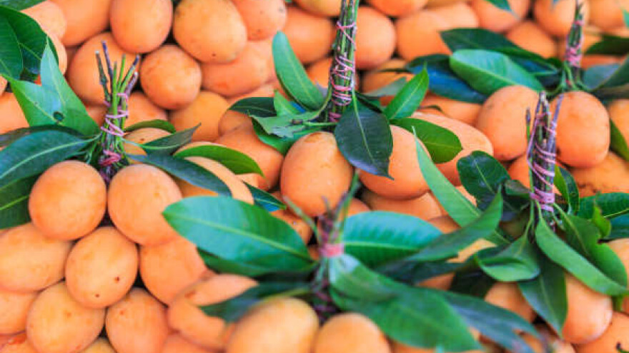 Kajsijada u Miokovcima