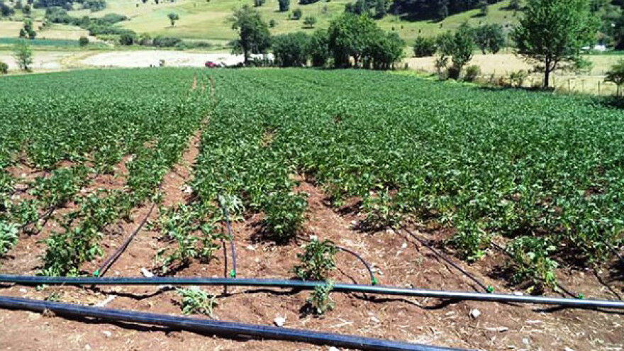 "Kap po kap" u krompiru na planinskom području