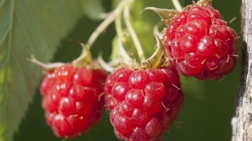 Održani Dani maline u Bratuncu