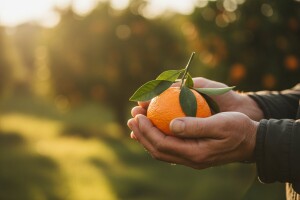 Dani mandarina u Opuzenu