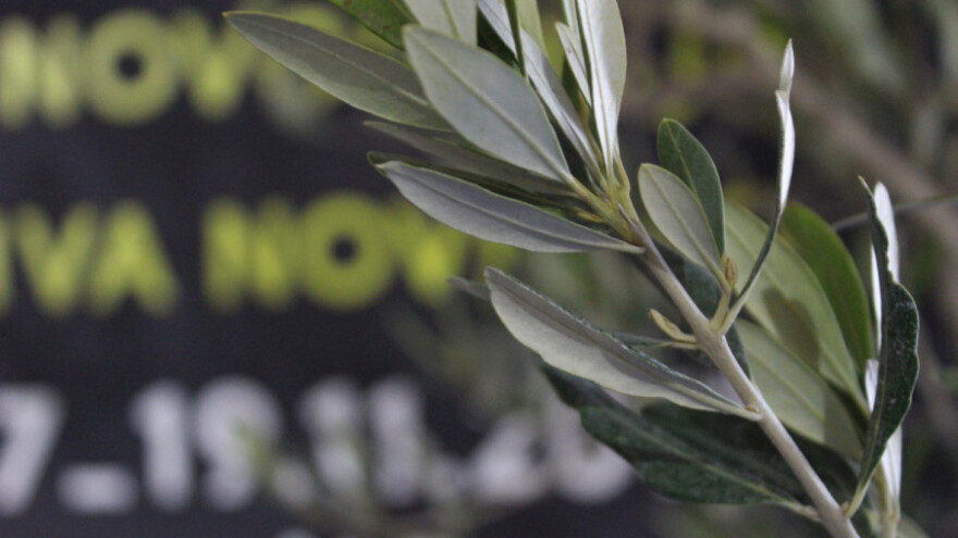 Najbolje od maslinovog ulja, vina i gastro delicija!