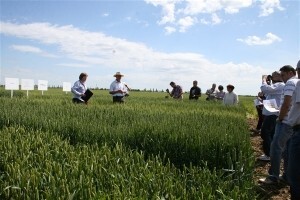 Održana prva radionica u polju - Syngenta