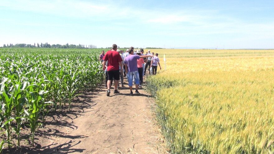 Poljski ogledi su najbolji način savjetodavnog rada na terenu?