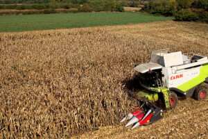 Novi hibridi kukuruza odlični na vagi: BC601 visokih 13.517 kg/ha