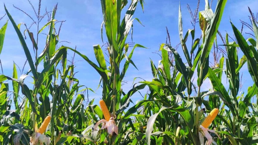 U Bihaću prezentirano 27 hibrida kukuruza