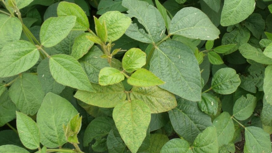 Sojom koja nije GMO ponose se svi - i poljoprivrednici i znanstvenici