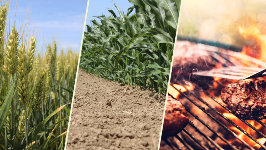 Na dan polja po pljesku