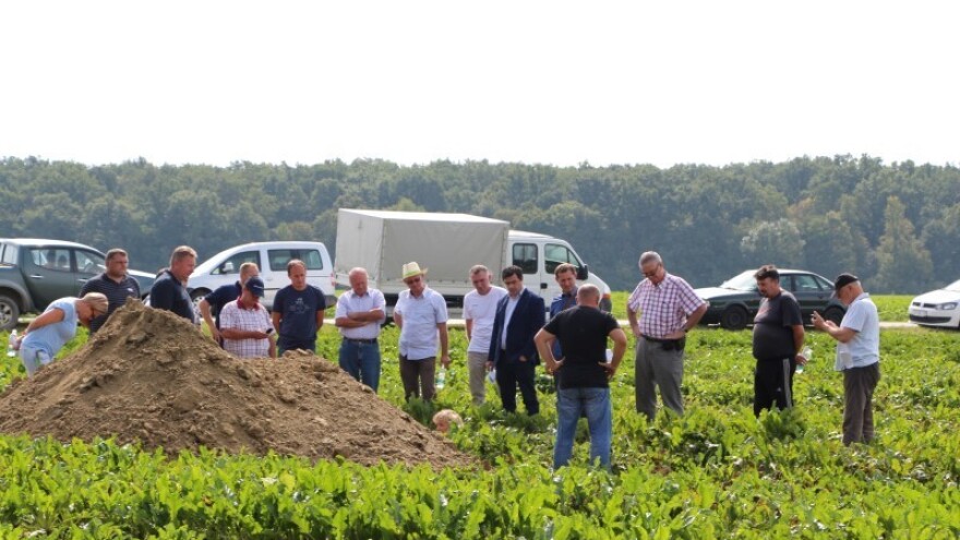 Viro tvornica šećera povećala izvoz za 124 posto!