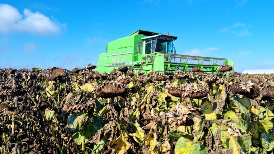 Hrvatska očekuje najveće prinose suncokreta u EU - što je s ostalim kulturama?