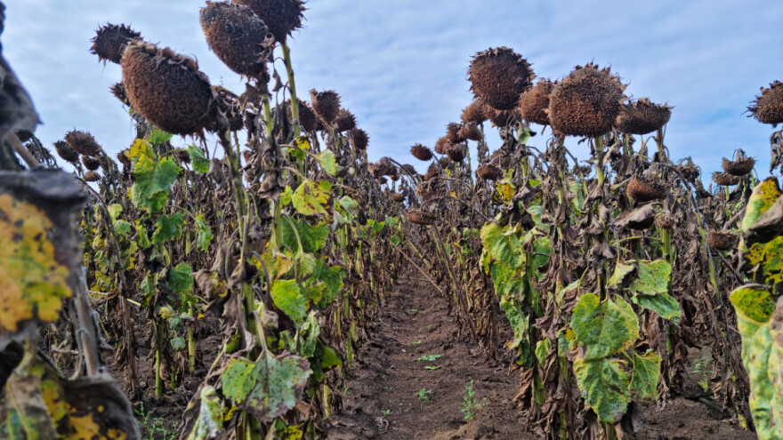 Ko u EU proizvodi najviše suncokreta?