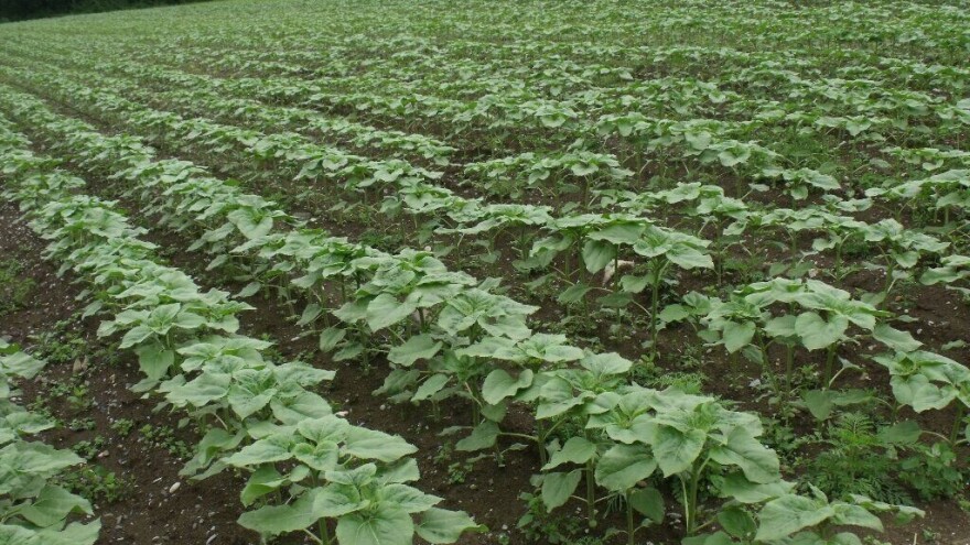 Okopavine imaju velike potrebe za hranjivima - za bogati prinos obavite kvalitetnu prihranu