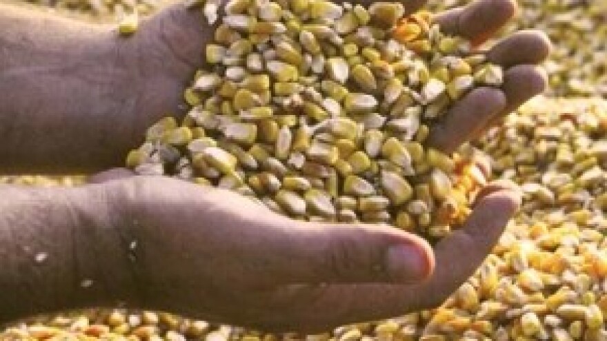 Centralni dan polja 2013. - Syngenta