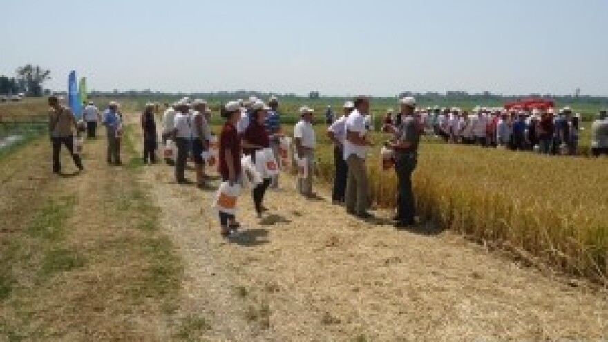 Dani polja - Bayer (BiH)