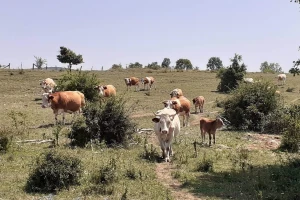 Različiti podaci koče raspolaganje poljoprivrednim zemljištem i krškim pašnjacima