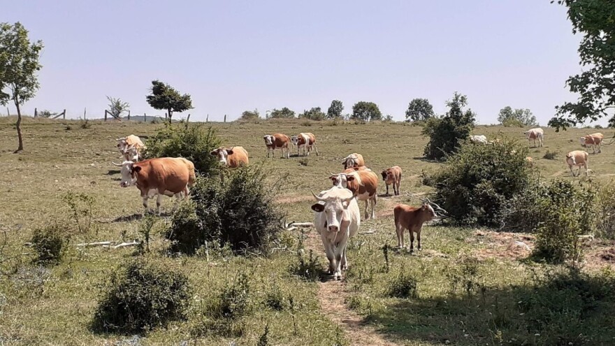 Različiti podaci koče raspolaganje poljoprivrednim zemljištem i krškim pašnjacima