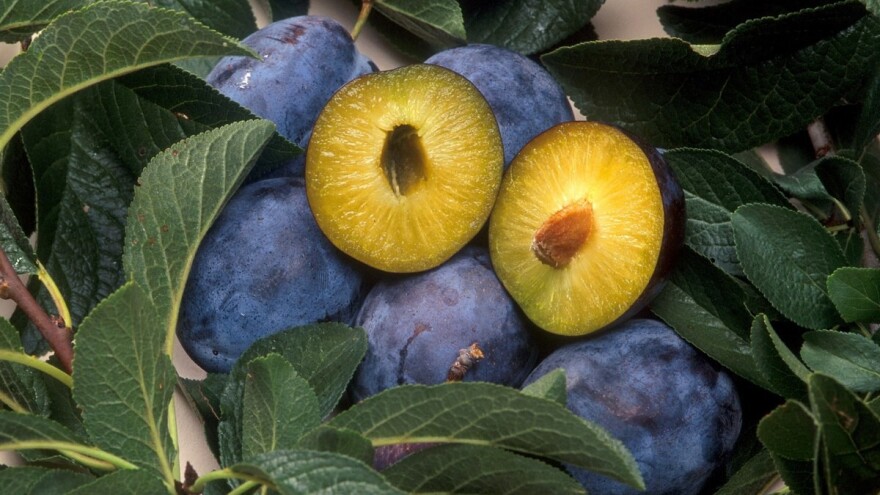 13. Dani šljive Prozor - Rama 2018