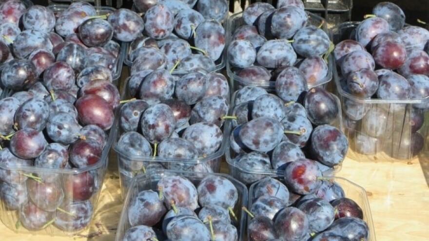 Uskoro Dani šljive u Blacu