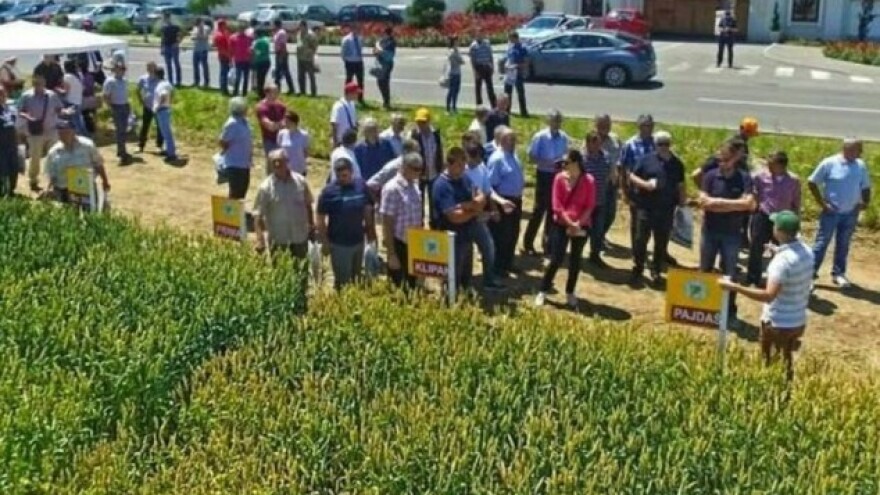 Očekuje se iznadprosječan prinos pšenice!