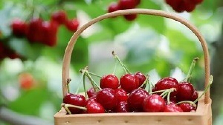 Dani trešanja 2014. u Erdutu