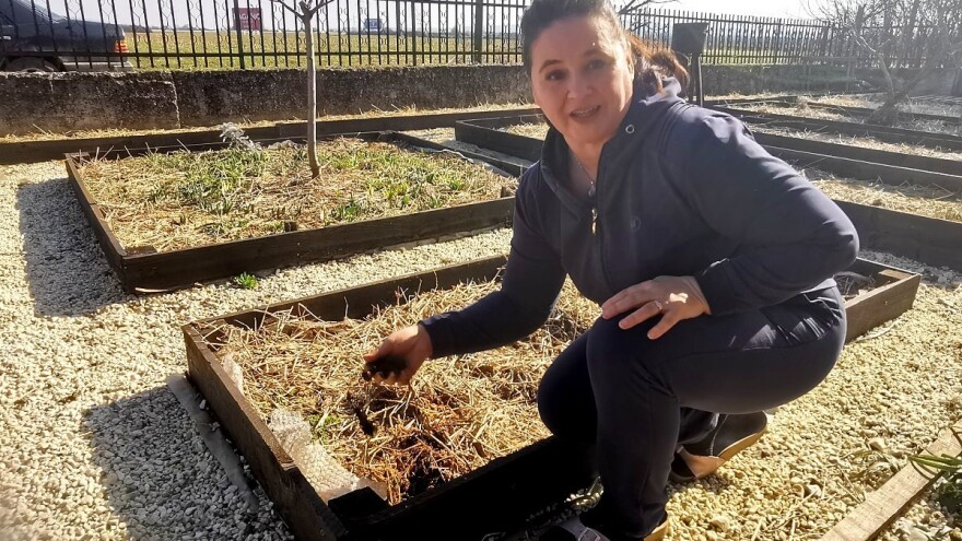 Zdravo i krupno povrće iz visokih leja bez kopanja i čestog zalijevanja