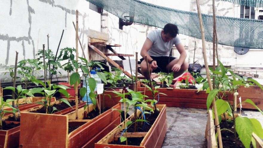 Terasu pretvorio u urbani vrt s chili paprikama!