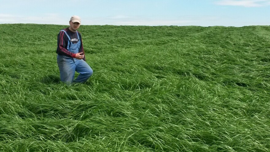 Mliječnost krava puno ovisi o idućih 40-ak dana