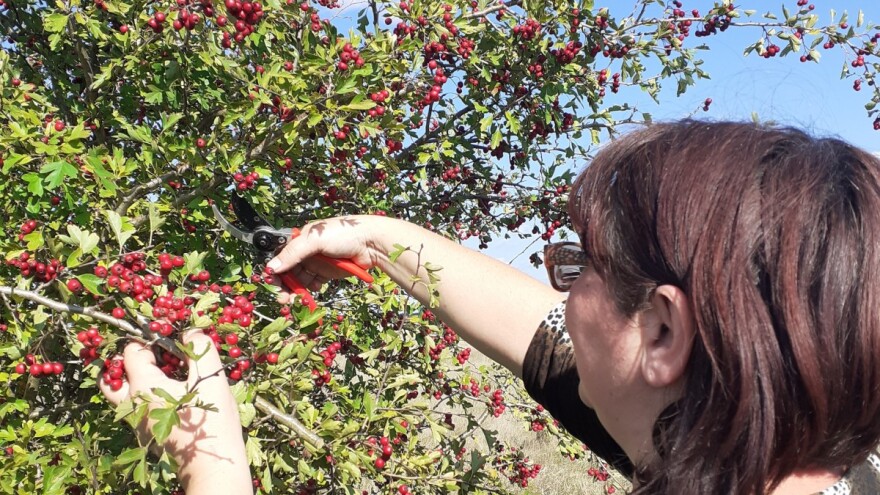 Vreme za berbu trnjina i gloginja - nakon mraza odlične za preradu