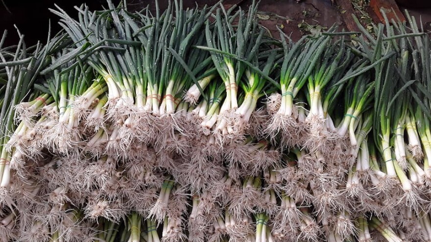 Mladi luk isplativ - ali zahtevan za proizvodnju