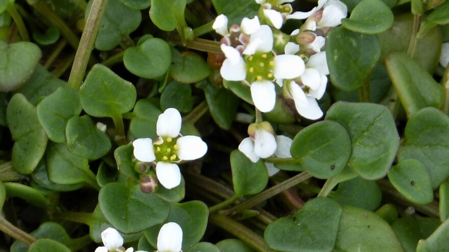 Stara vrsta povrća: Lekovitu kašikaru posejte još u septembru