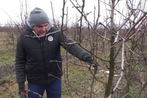 Rezidba kruške: Tko reže griješi, a tko ne reže - griješi još više