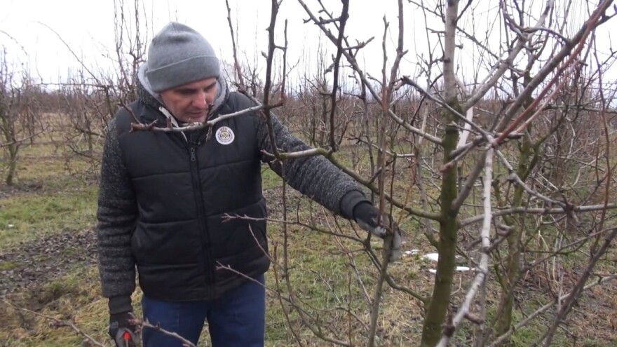 Rezidba kruške: Tko reže griješi, a tko ne reže - griješi još više