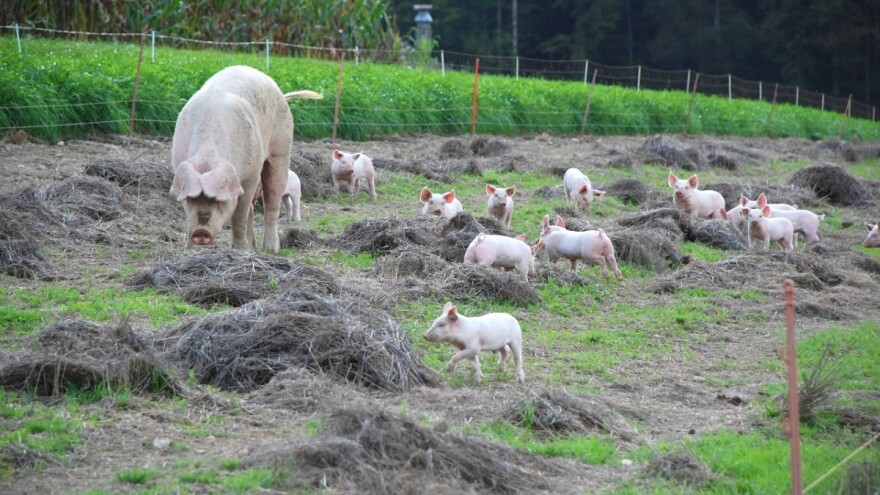 Ogromna sredstva na ekološku poljoprivredu ulaže - Danska!